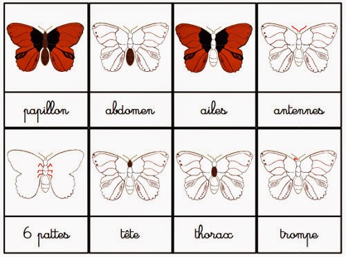 découvrez comment les papillons inspirent la pédagogie montessori, offrant une approche ludique et naturelle pour l'apprentissage des enfants. explorez des activités créatives et éducatives pour éveiller la curiosité et le respect de la nature chez les plus jeunes.